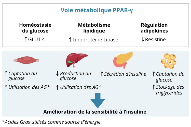 Voie métabolique PPAR-y